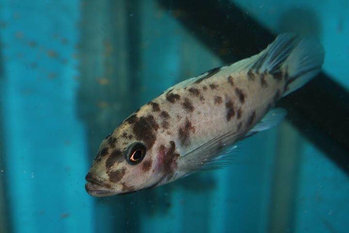 Maylandia callainos 'Chitande Island'